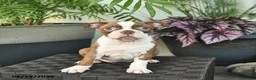 Boston Terrier dogs for sale: Ruby  - Ad 4