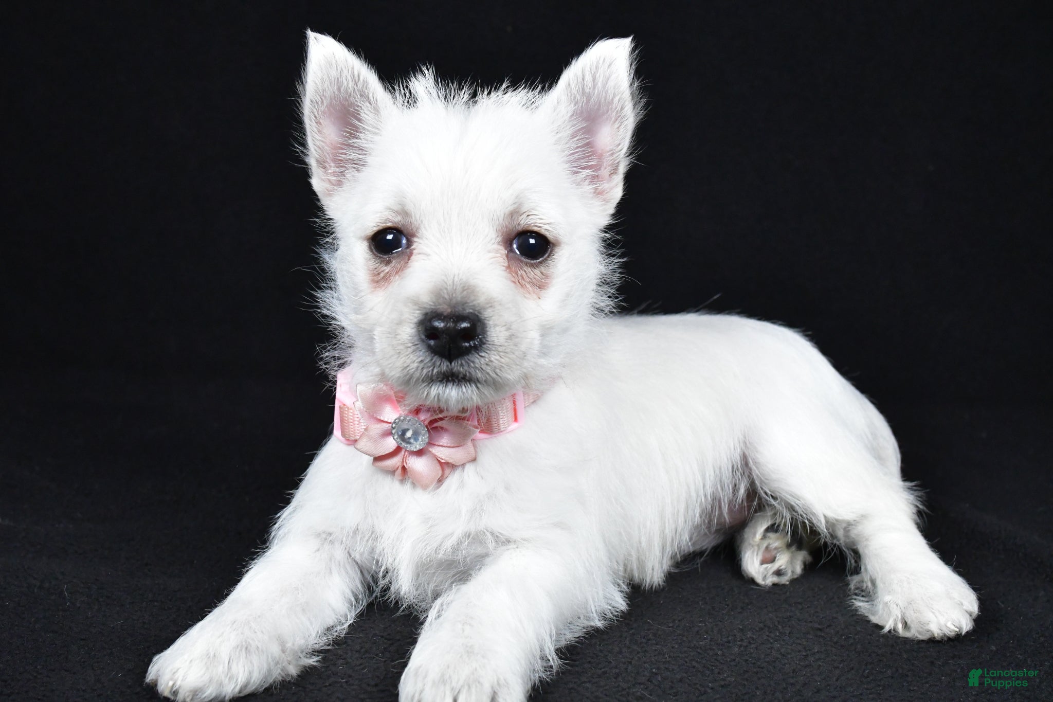 West Highland Terrier dogs Alice - Ad 1