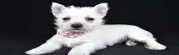 West Highland Terrier dogs for sale: Alice - Ad 1