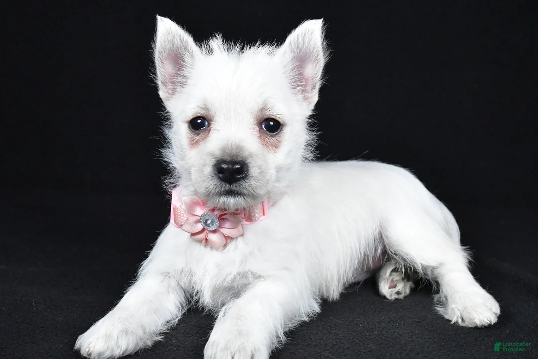 West Highland Terrier dogs for sale: Alice - Ad 1