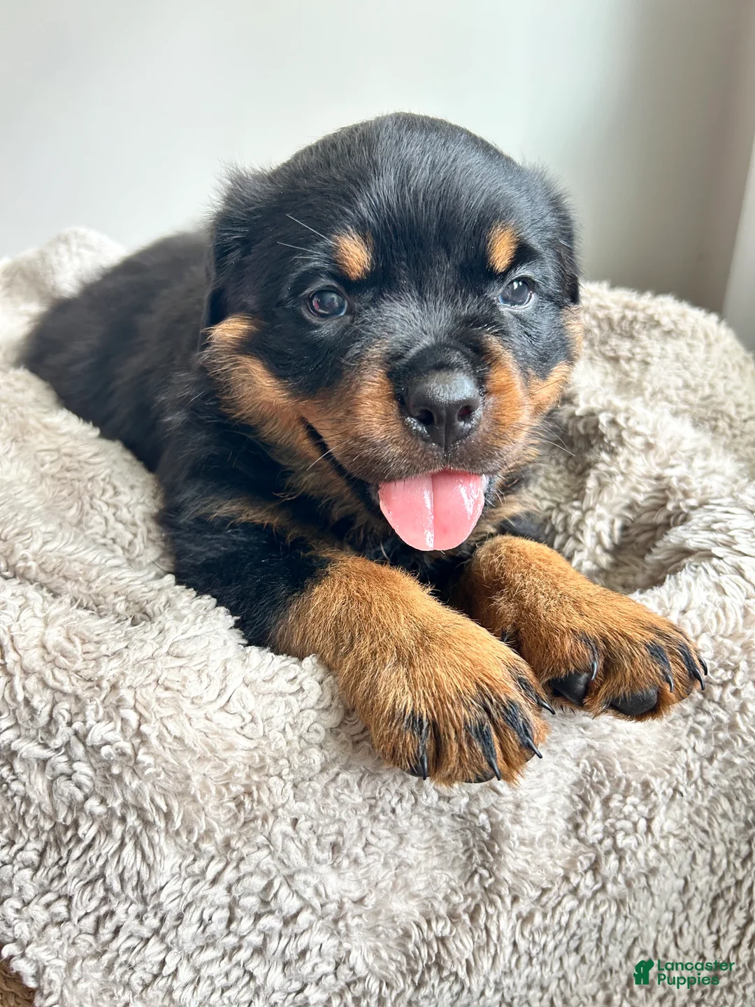 Rottweiler dogs for sale: Oak - Ad 1