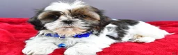 Shih Tzu dogs for sale: Sage - Ad 8