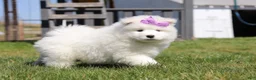Samoyed dogs for sale: Aurora - Ad 12