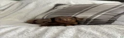 Miniature Dachshund dogs for sale: Puppy 1 - Ad 4