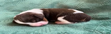 English Springer Spaniel Puppy - Spice