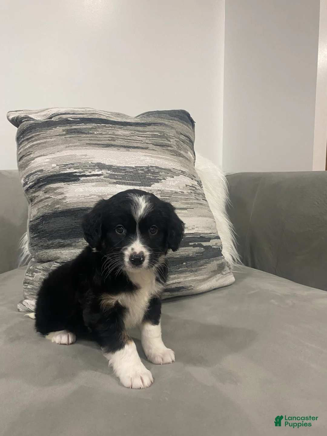 Mixed Breed dogs for sale: Maverick - Ad 1