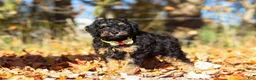 Miniature Poodle dogs for sale: Sterling (AKC) - Ad 9