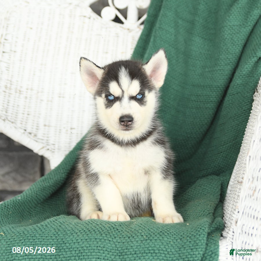 Siberian Husky dogs Vermont - Ad 2