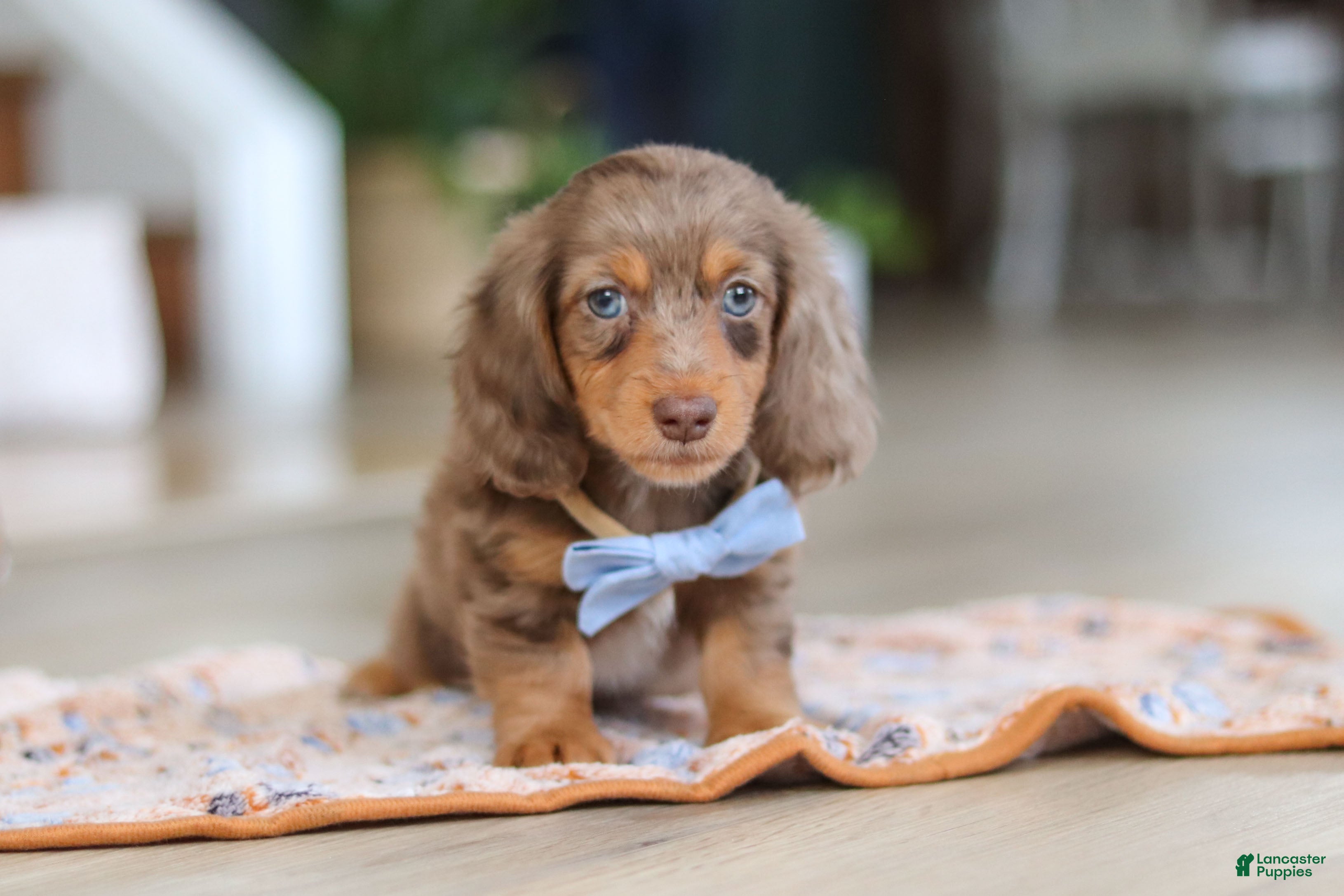 Miniature Dachshund dogs Champ - Ad 1