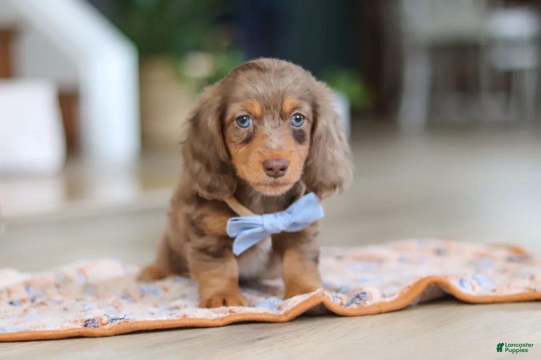 Miniature Dachshund dogs for sale: Champ - Ad 1