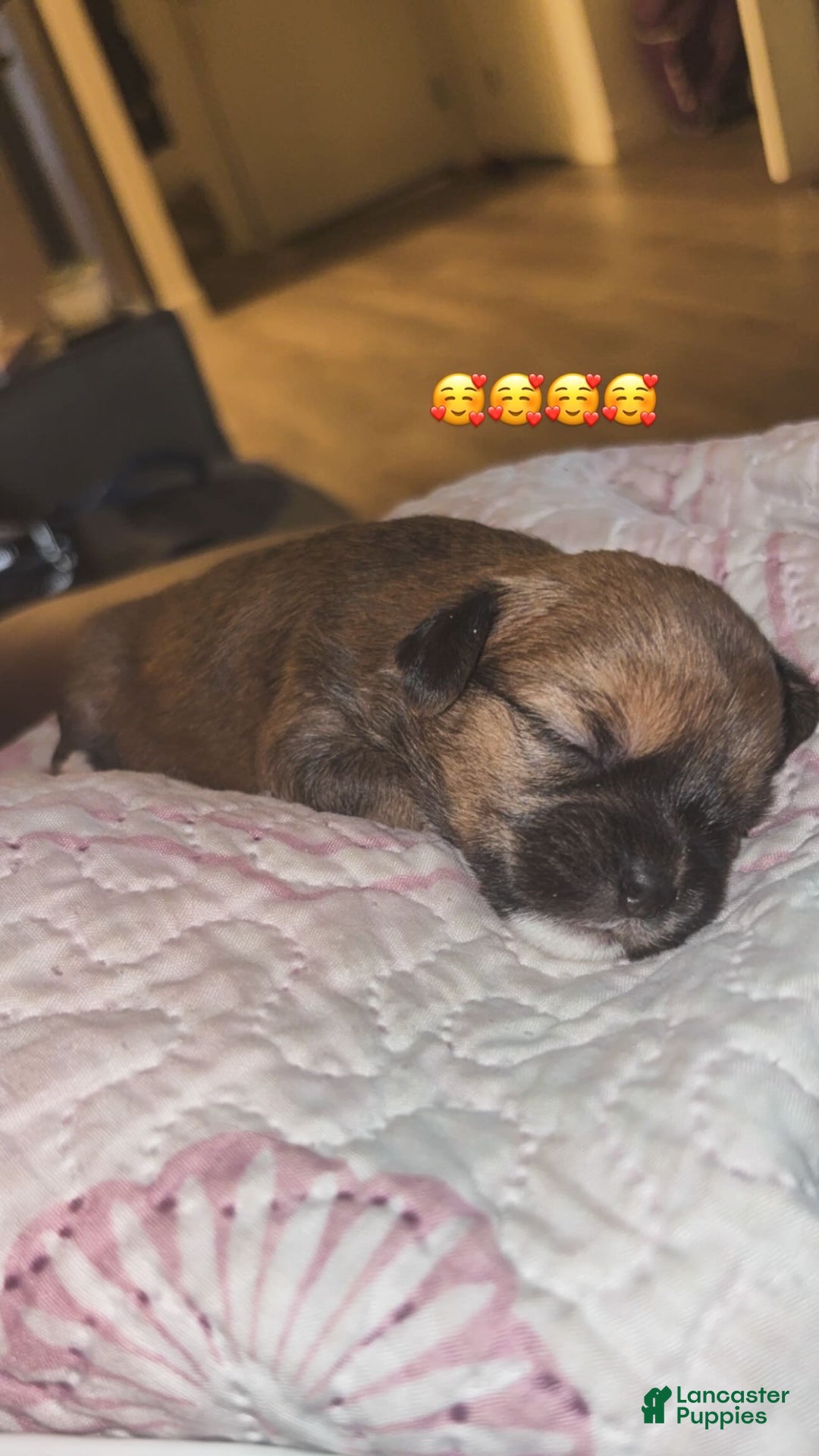 Mixed Breed dogs for sale: Baby doll  - Ad 3