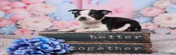 Boston Terrier dogs for sale: Bob - Ad 1