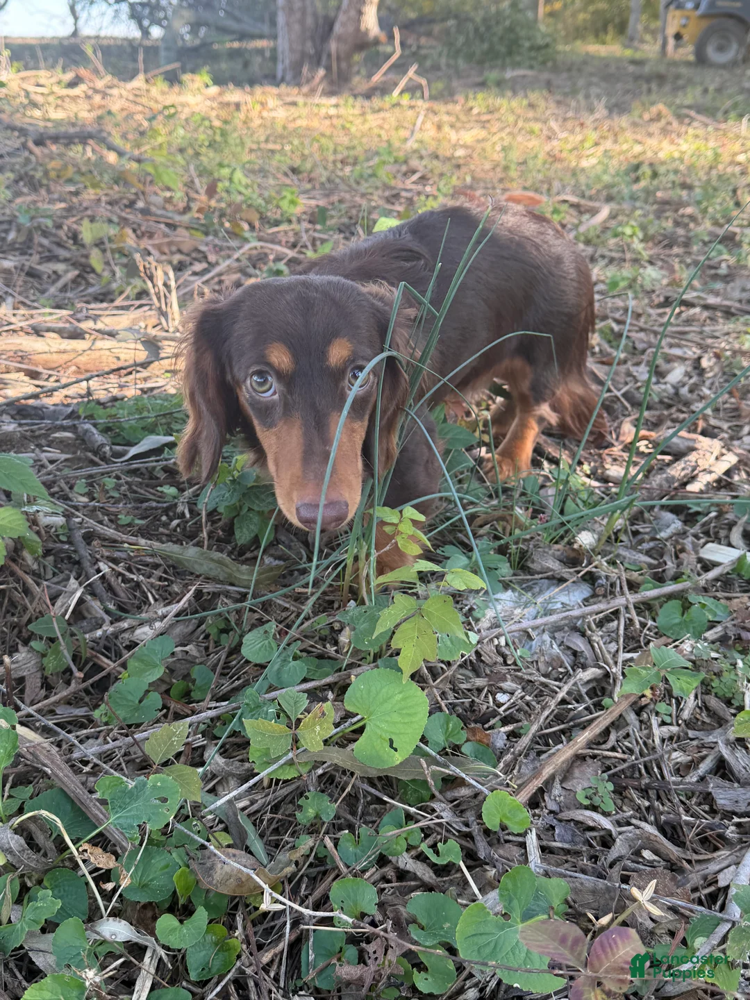 Miniature Dachshund dogs for sale: Miniature Dachshund Puppy 1 - Ad 2