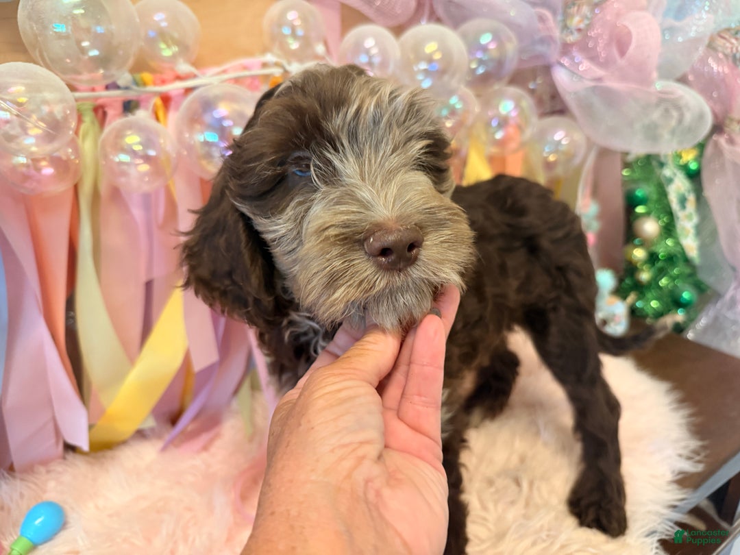 Chocolate Labradoodle Multigenerational Labradoodle Puppies For