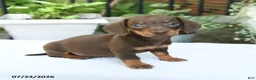 Miniature Dachshund dogs for sale: Dorian - Ad 1