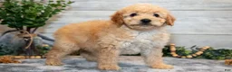 Mini Goldendoodle dogs for sale: Stephanie - Ad 2
