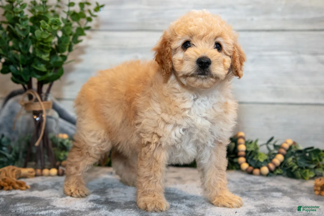 Mini Goldendoodle dogs for sale: Stephanie - Ad 2