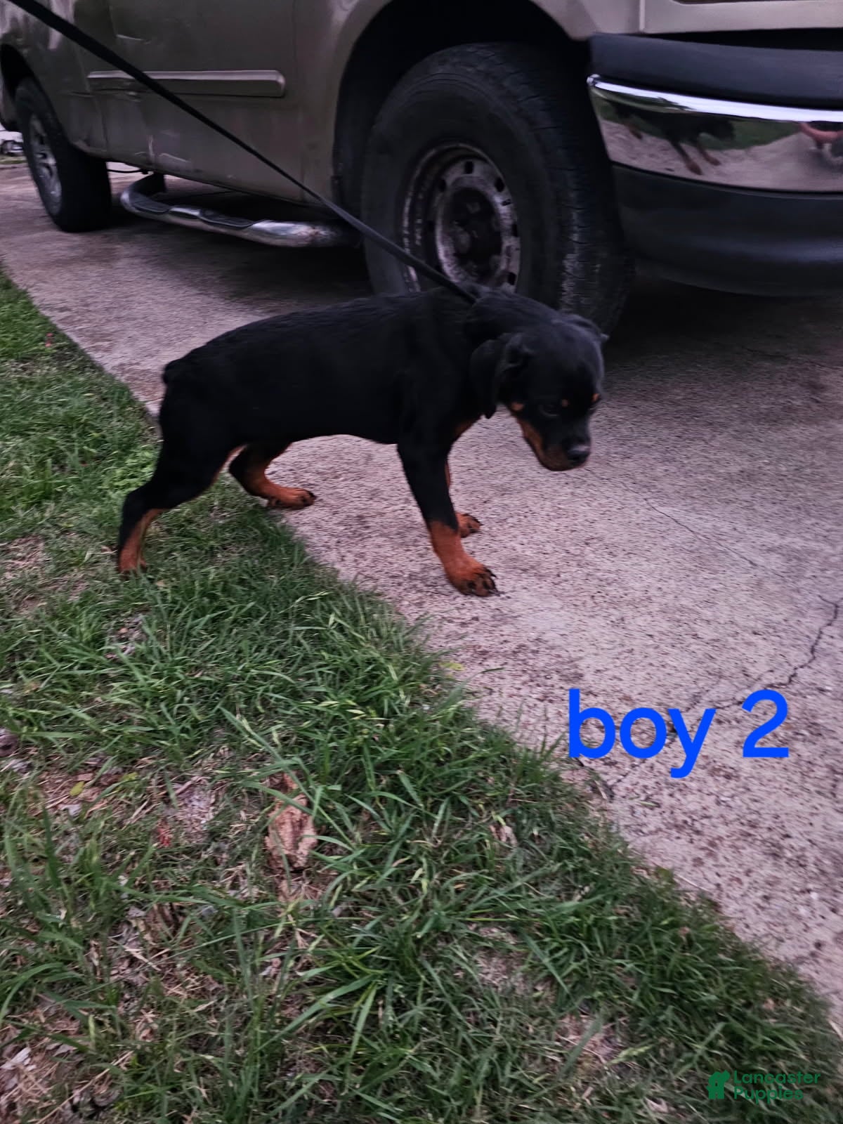 Rottweiler dogs Rottweiler Puppy 4 - Ad 9