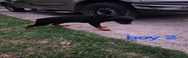 Rottweiler Puppy 4