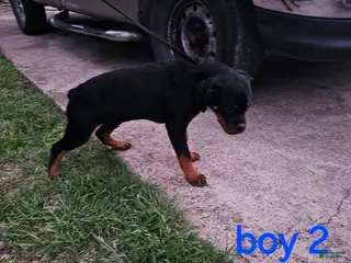 Rottweiler dogs Rottweiler Puppy 4 - Ad 11