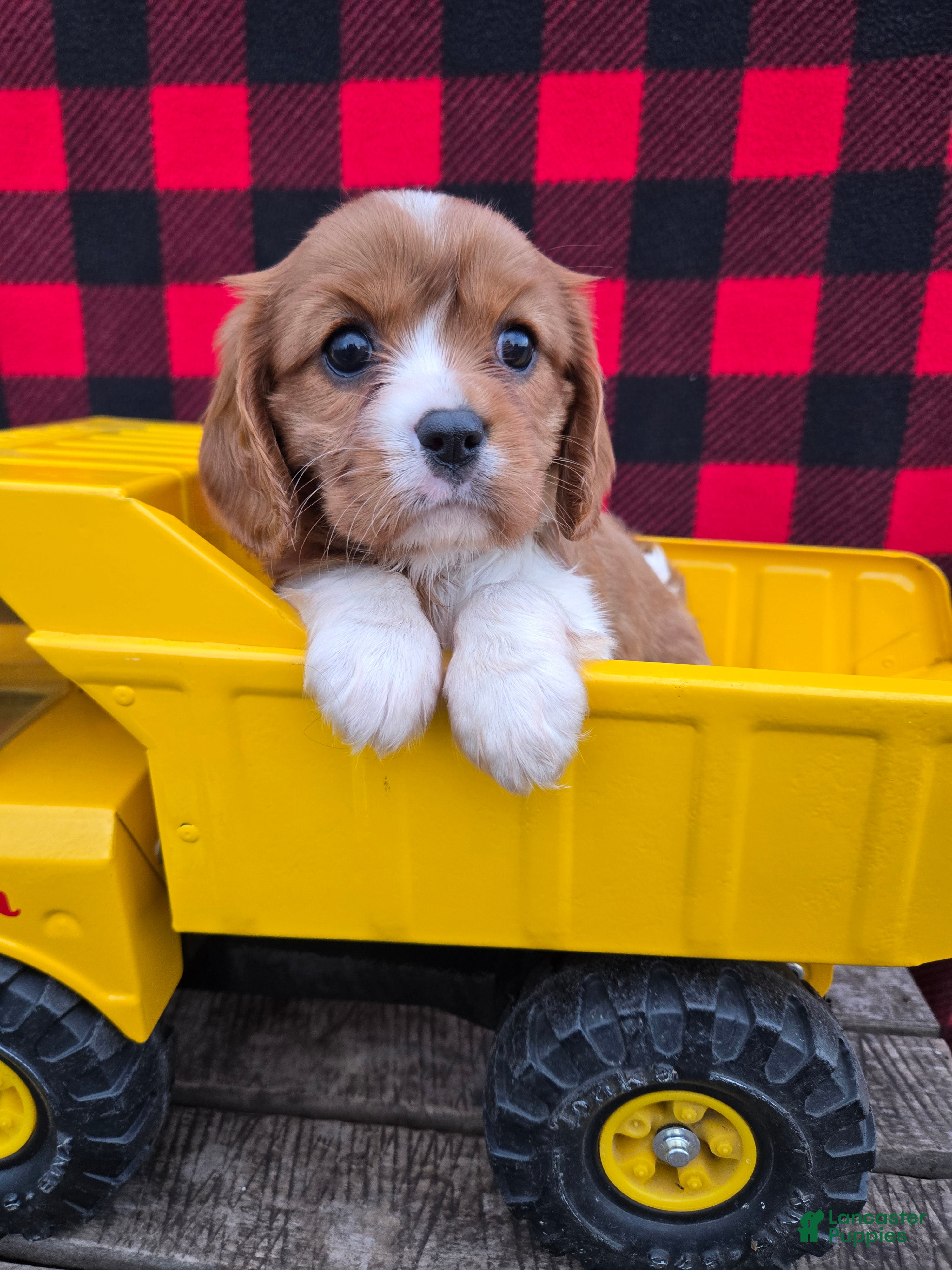 Cavalier King Charles Spaniel dogs Dottie - Ad 2