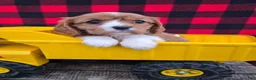 Cavalier King Charles Spaniel dogs for sale: Dottie - Ad 2