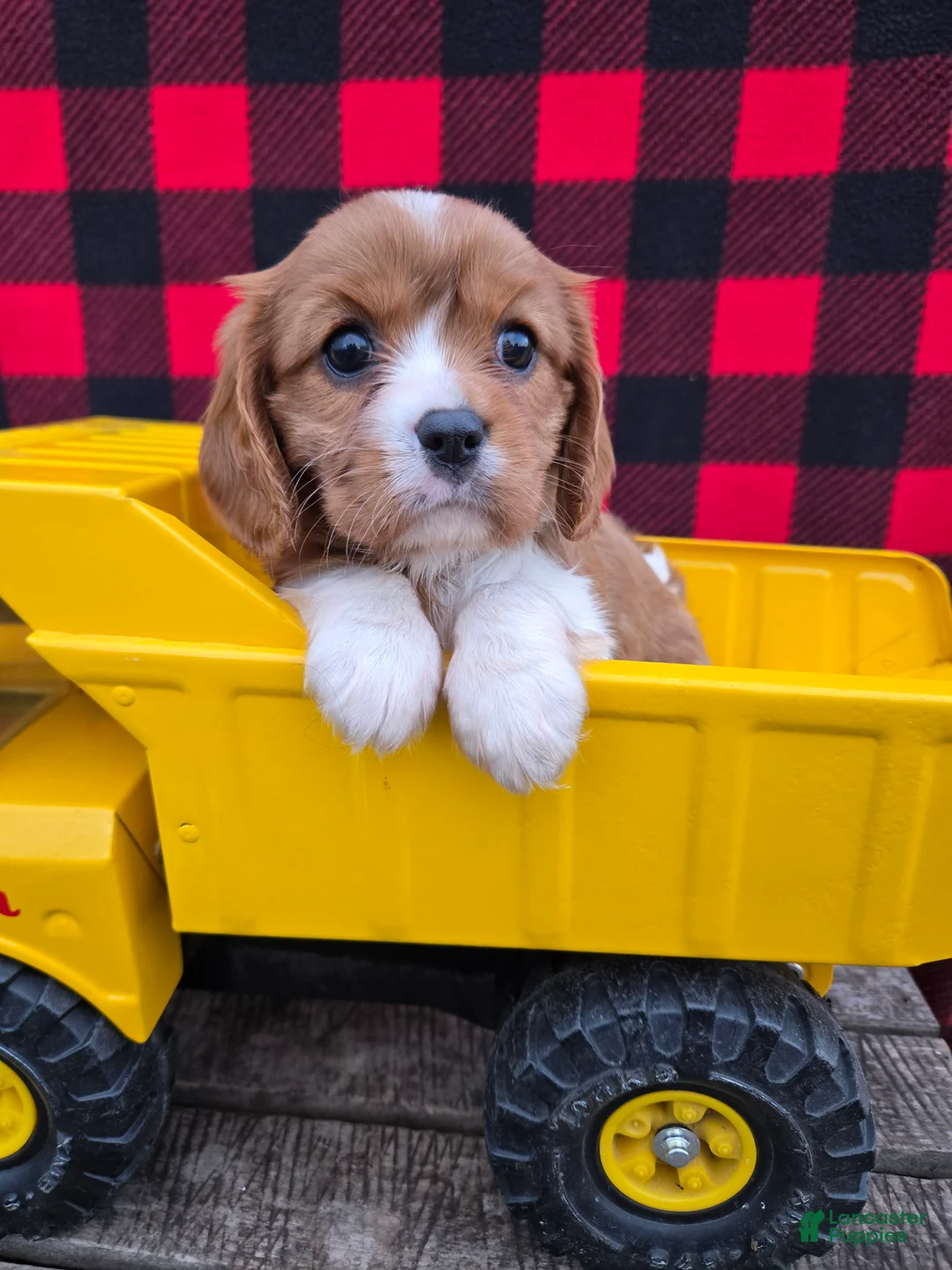 Cavalier King Charles Spaniel dogs for sale: Dottie - Ad 2