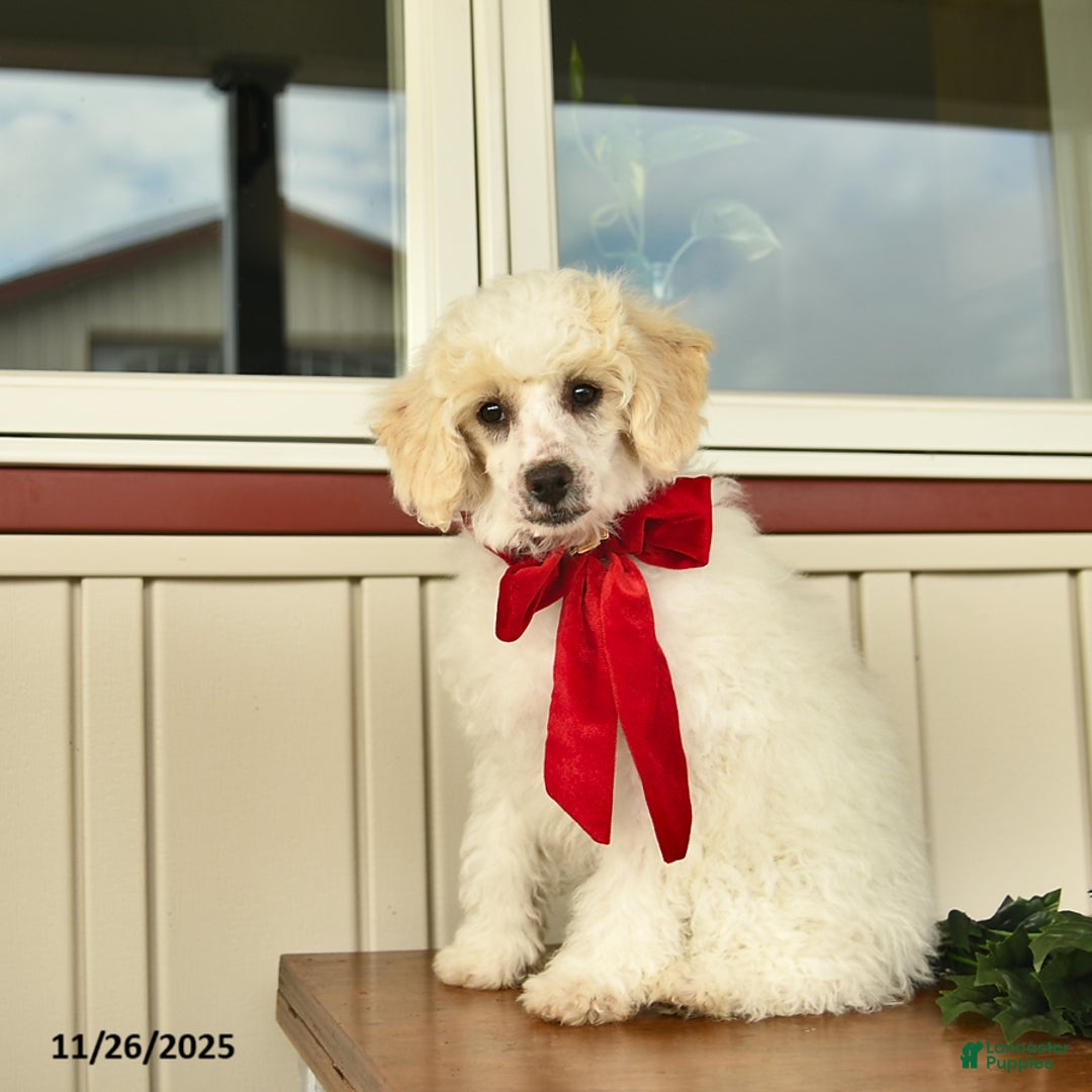 Bichpoo dogs for sale: Bravo - Ad 3