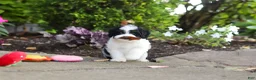 Cavapoo dogs for sale: Lacey - Ad 8