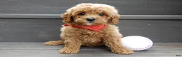 Cavapoo dogs for sale: Miles - Ad 1