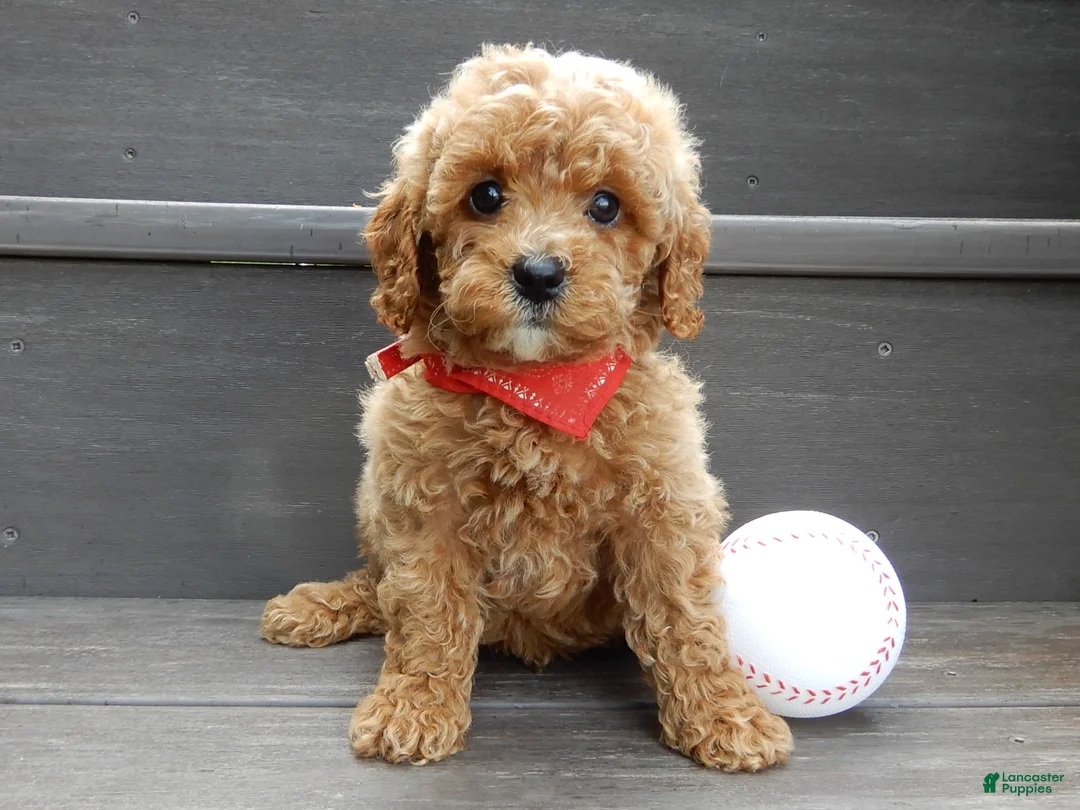 Cavapoo dogs for sale: Miles - Ad 1