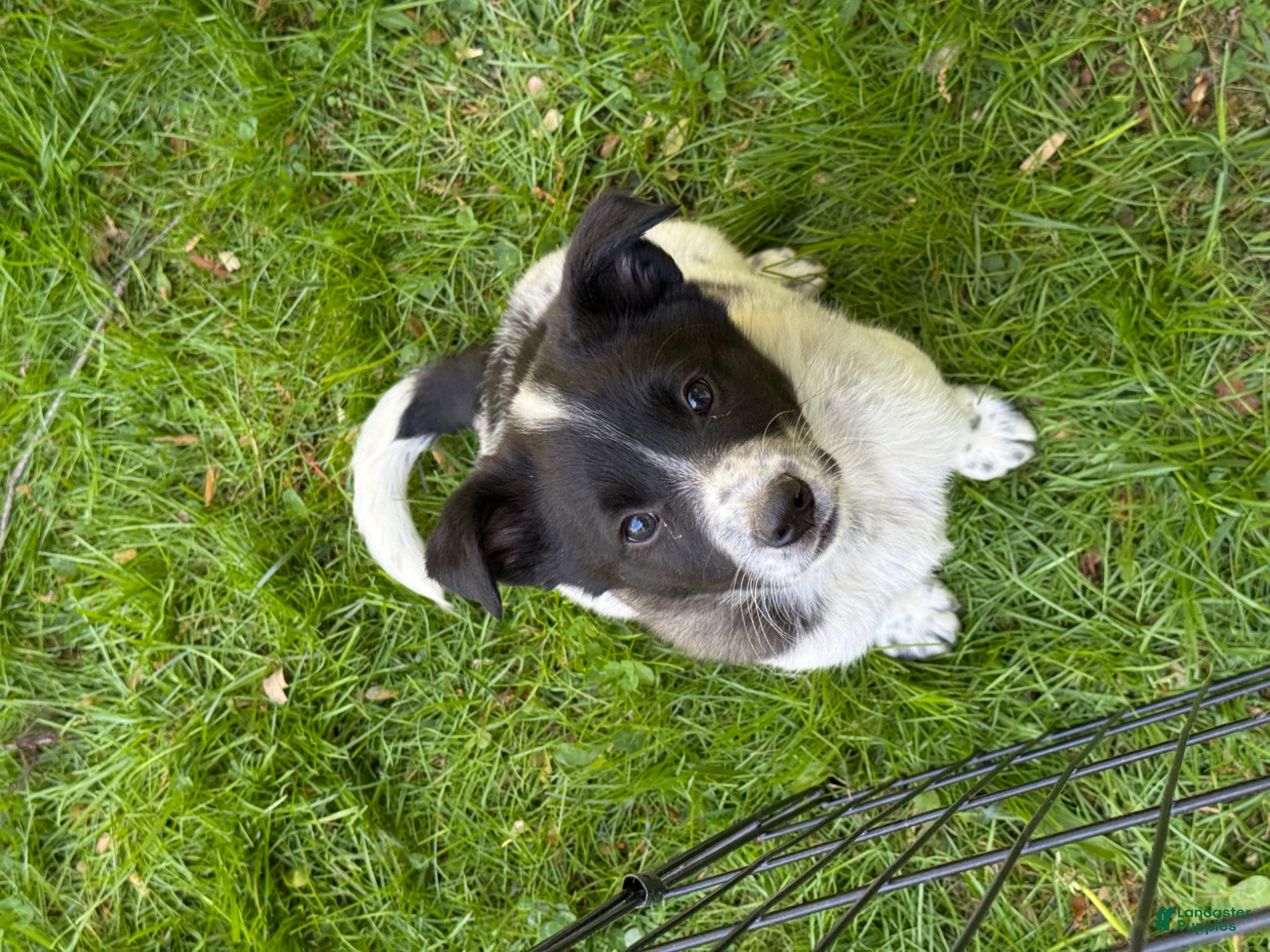 Mixed Breed dogs for sale: Mixed Breed Puppy 1 - Ad 3