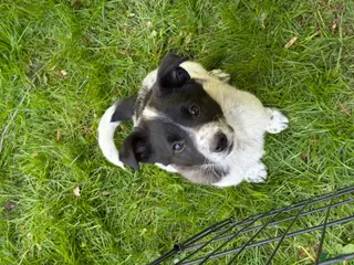 Mixed Breed dogs for sale: Mixed Breed Puppy 1 - Ad 3