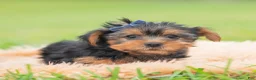 Yorkshire Terrier dogs for sale: Cannoli - Ad 3