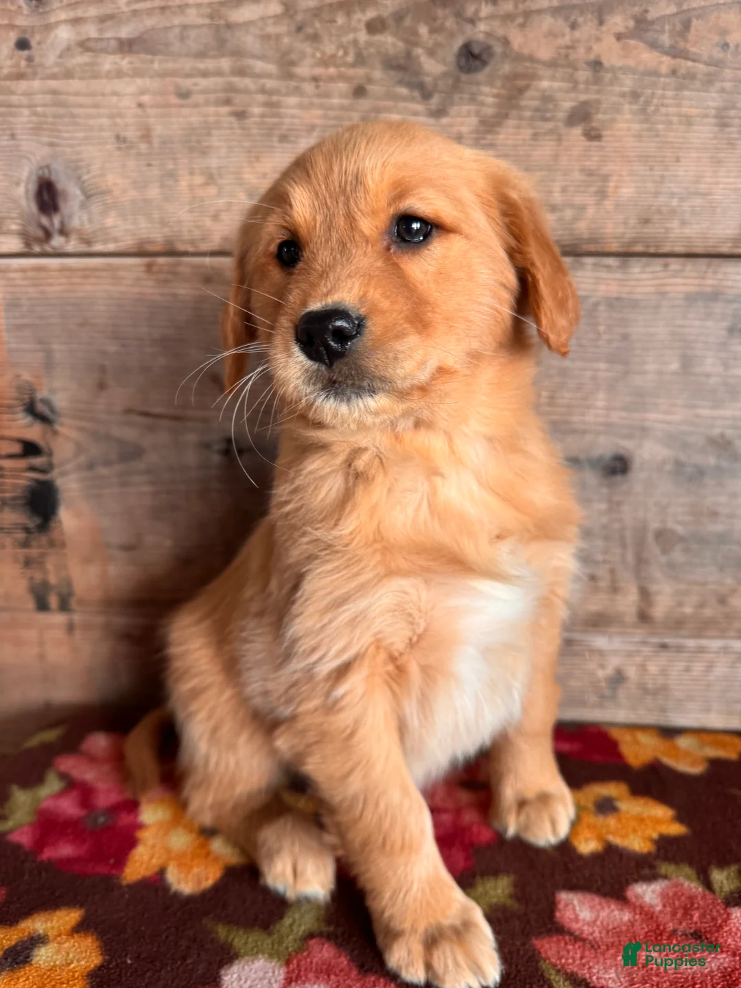 Golden Retriever dogs for sale: Golden Retriever Puppy 2 - Ad 4