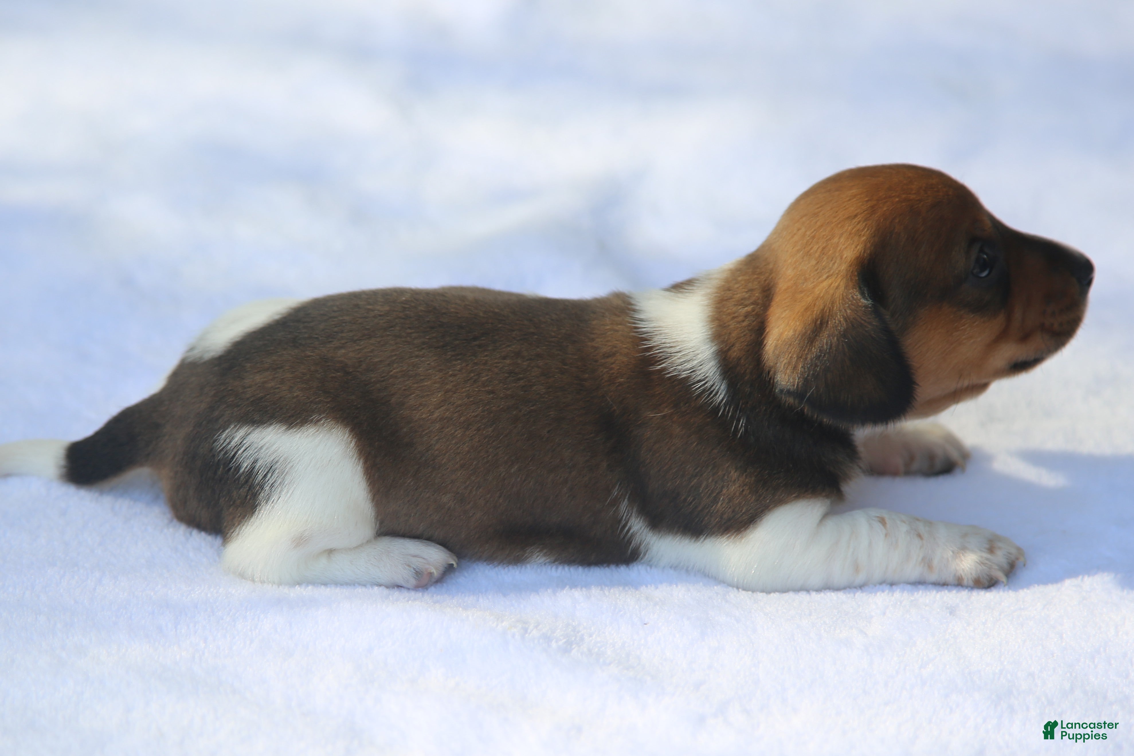 Dachshund dogs for sale: Shaded Red Piebald Female  - Ad 2