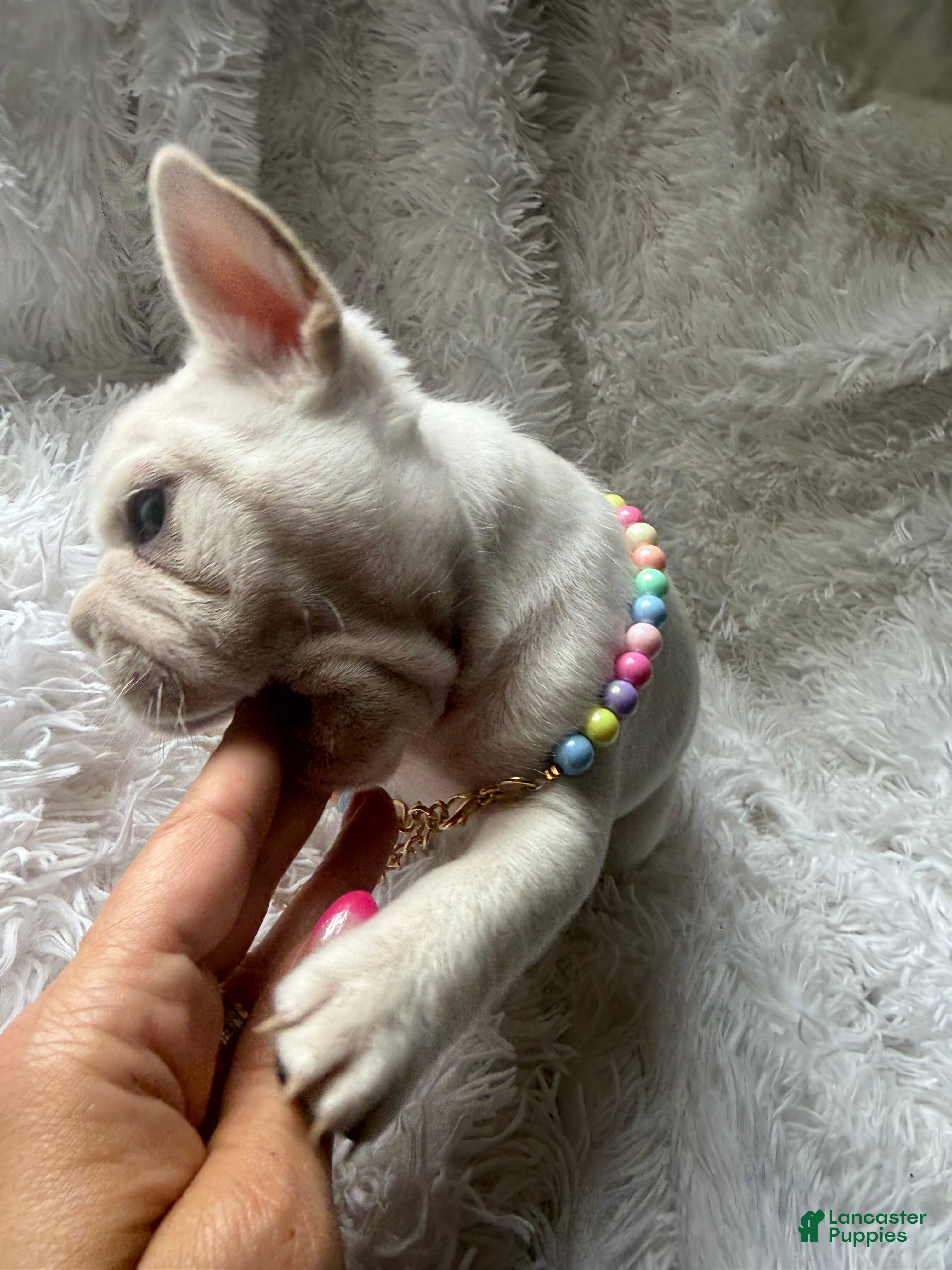 French Bulldog dogs Eliza  - Ad 1