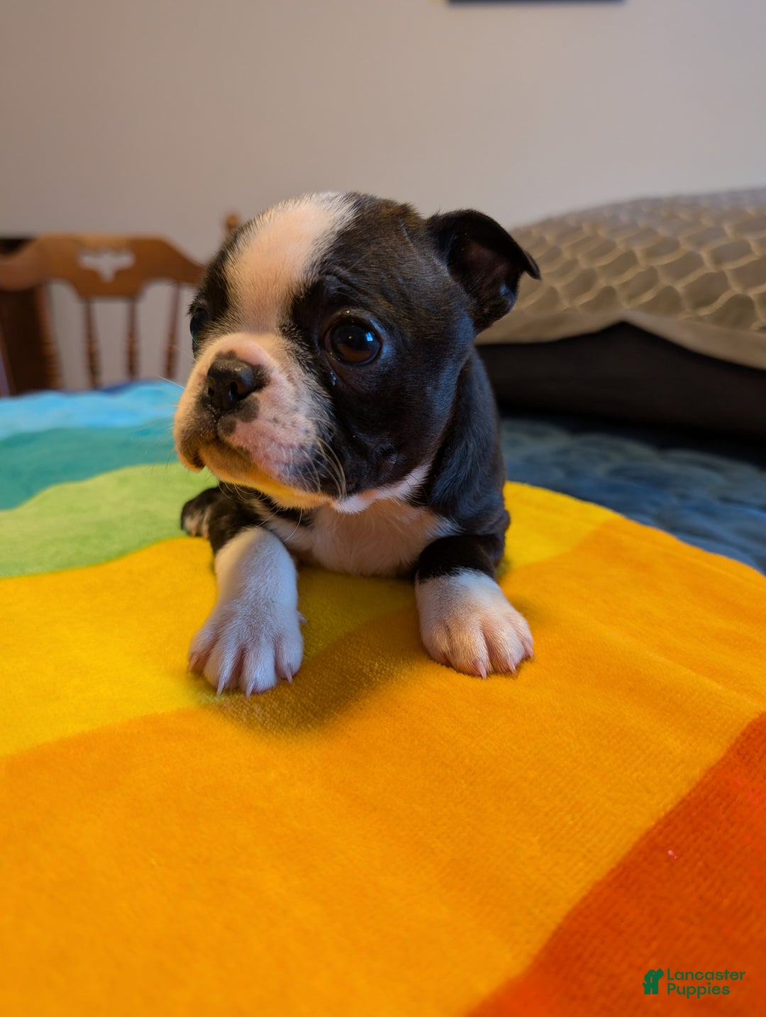 Frenchton dogs for sale: Patty - Ad 3