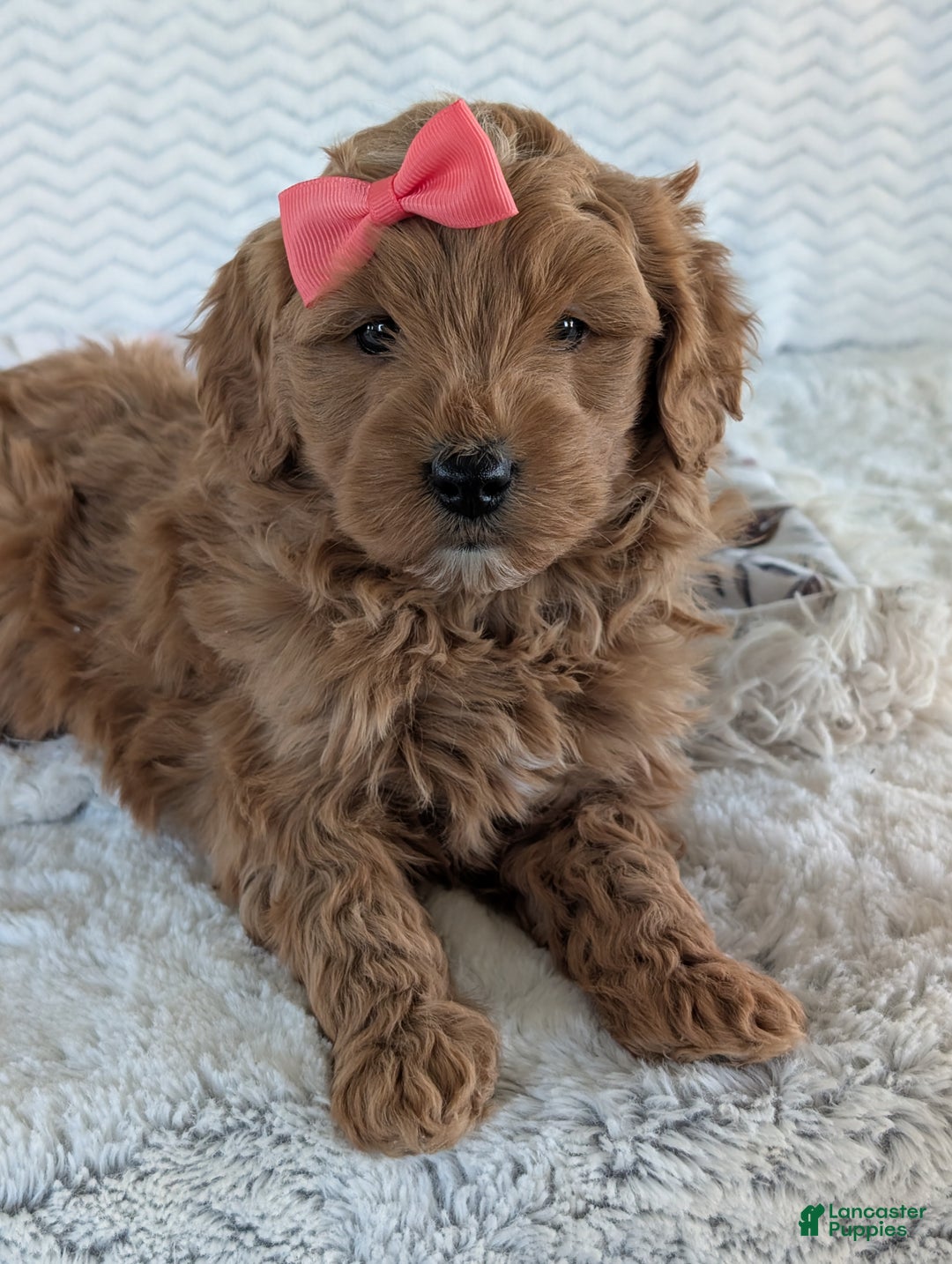 Goldendoodle dogs for sale: Bella - Ad 28