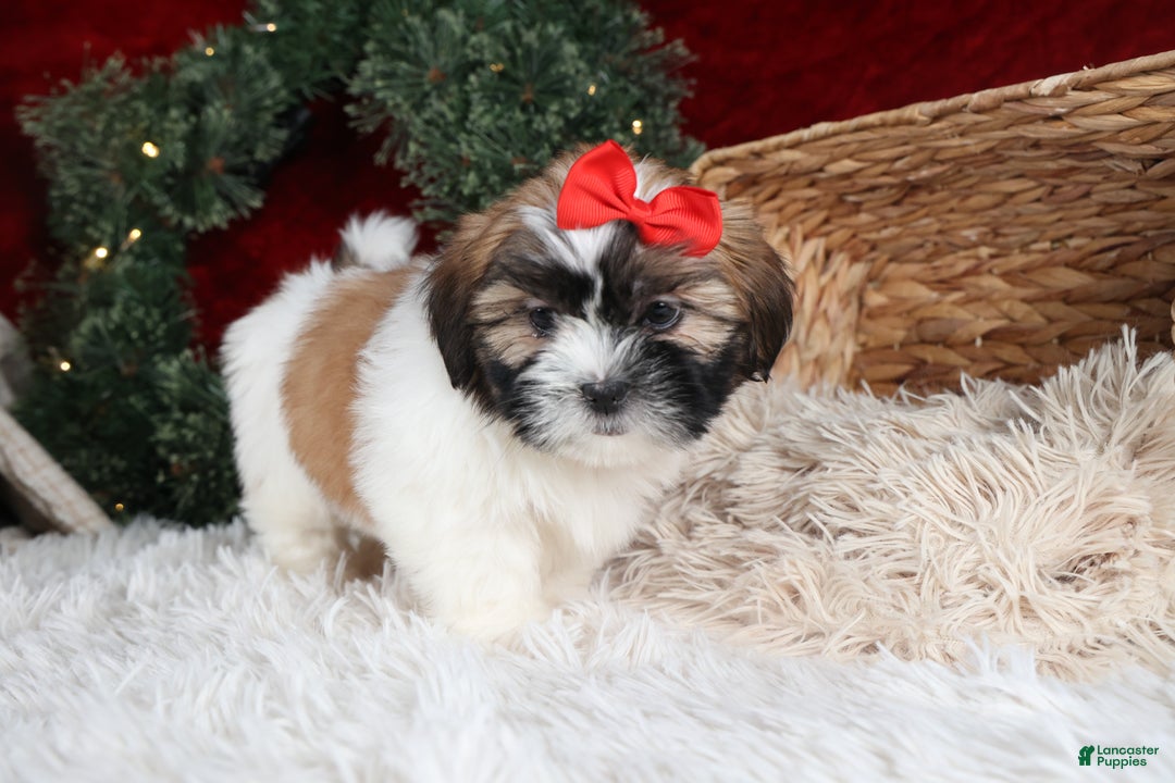 Shih Tzu dogs for sale: Joey - Ad 17