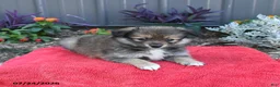 Pomeranian dogs for sale: Hyde - Ad 3