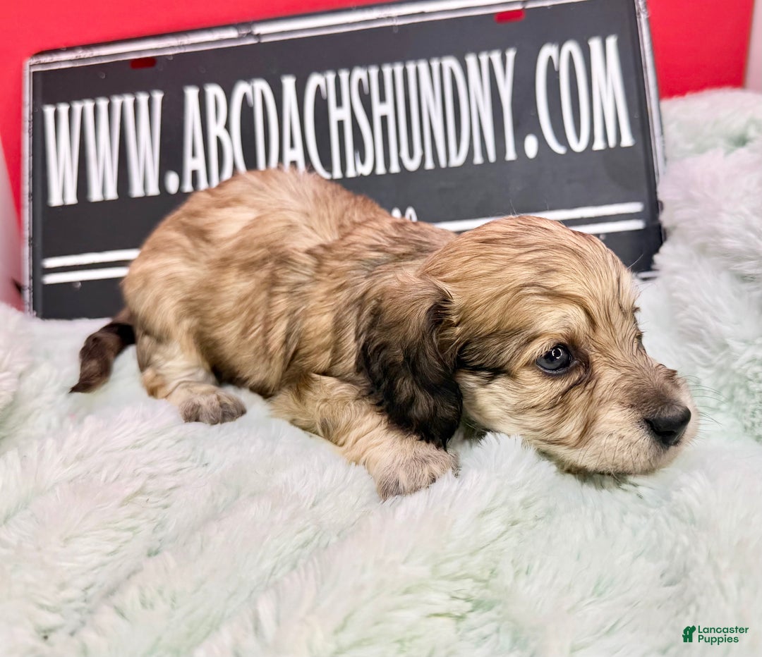 Miniature Dachshund dogs for sale: Eng cream - Ad 8