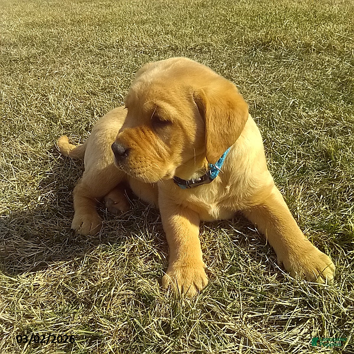 Labrador Retriever dogs Samson - Ad 2