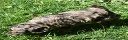 Standard Poodle dogs for sale: Standard Poodle 2 Apricot - Ad 11