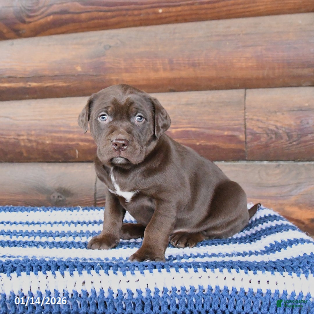 Mixed Breed dogs for sale: Holly - Ad 1