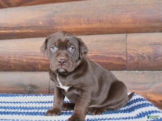 Mixed Breed dogs Holly - Ad 23