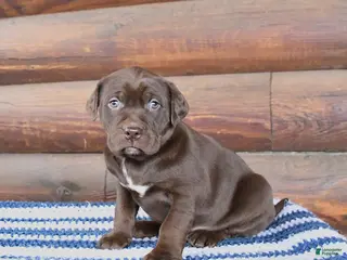 Mixed Breed dogs Holly - Ad 39