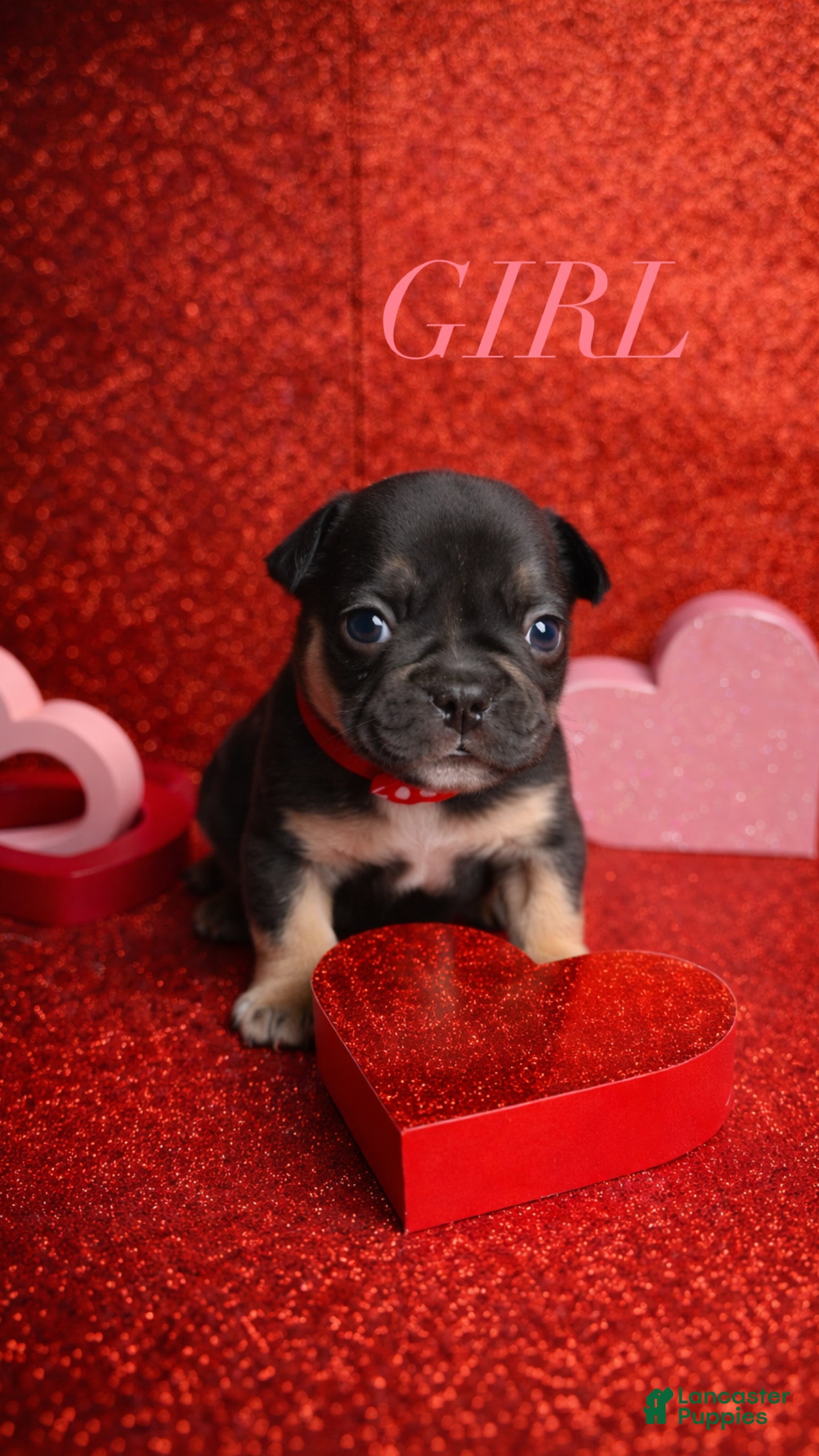 French Bulldog dogs Bella - Ad 7