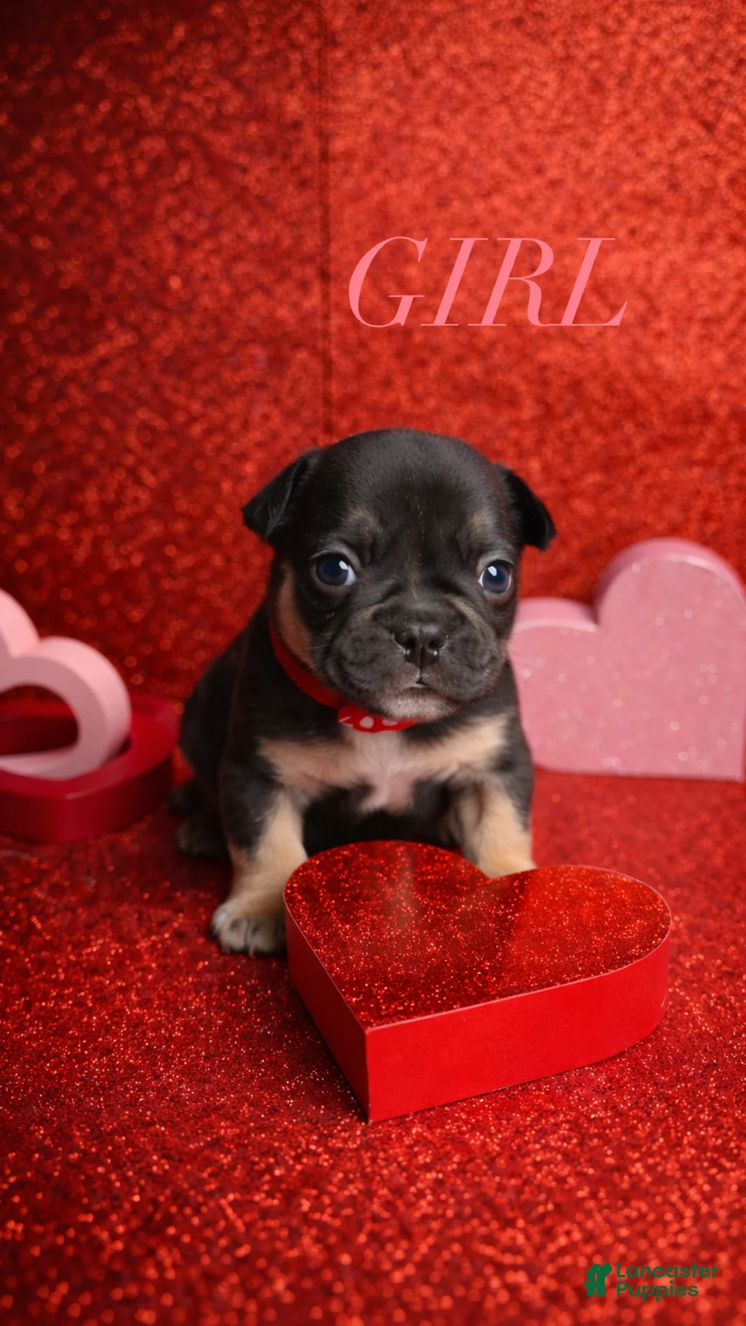 French Bulldog dogs for sale: Bella - Ad 1