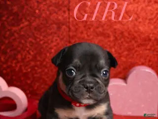 French Bulldog dogs Bella - Ad 7